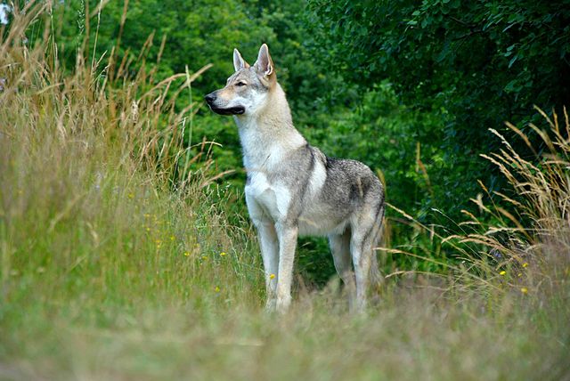Eska_der_Tschechoslowakische_Wolfhund_am_beobachten.jpg